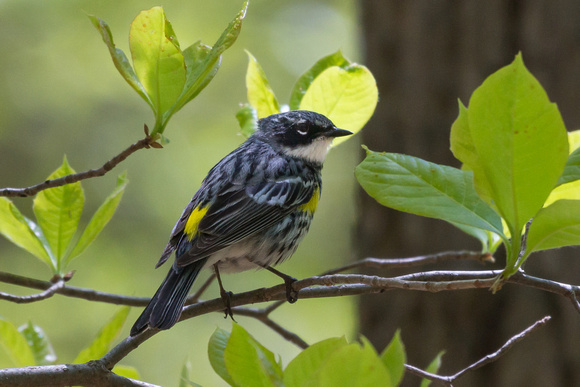 Yellow-rumped Warbler in the shade