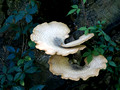 Fungus - Links Pond