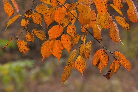 Orange with brown spots