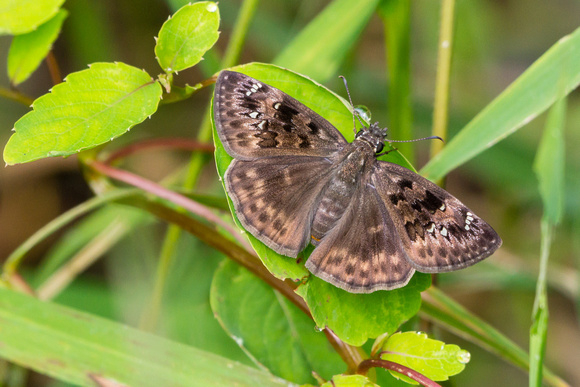 Horace's Duskywing