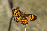 Silvery Checkerspot butterfly