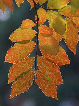 Backlit leaves with highlight