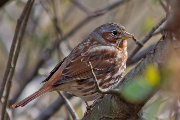 Fox Sparrow - Links Pond