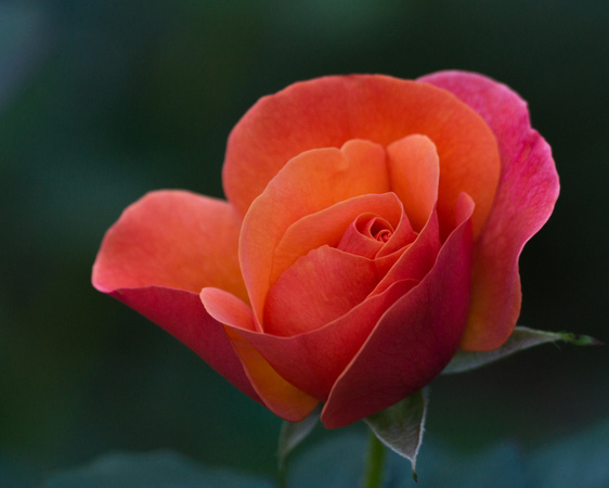 October Rose - Greenkeepers Ct