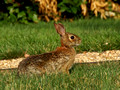 Cotton Tail - Sallie Mae grounds