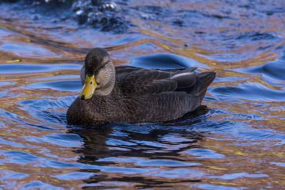 American Black Duck - Links Pond