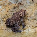Eastern American Toad - likely female