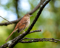 Brown Thrasher