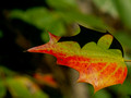 Post Winter Holly leaf