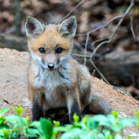 Red Fox Kits - April 29 - Only two out today