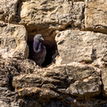 A Pigeon makes it's home in the city wall