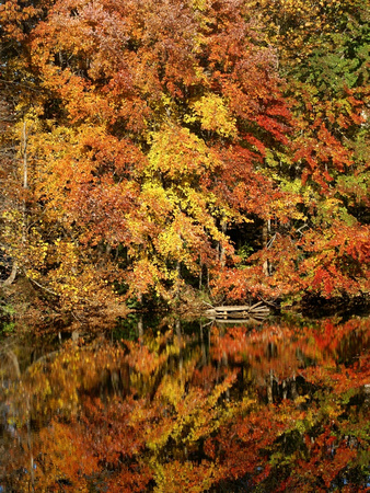 Fall Reflections - vertical