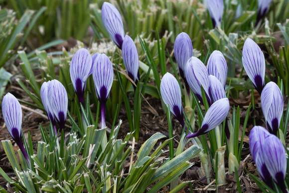 Crocus garden threatening to bloom