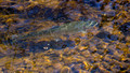 Rainbow Trout in the creek