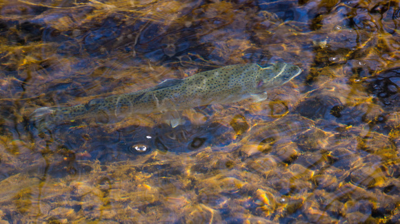 Rainbow Trout in the creek