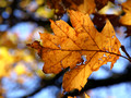 Backlit Oak leaf - SNP