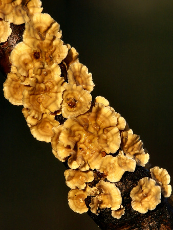 Tree fungus