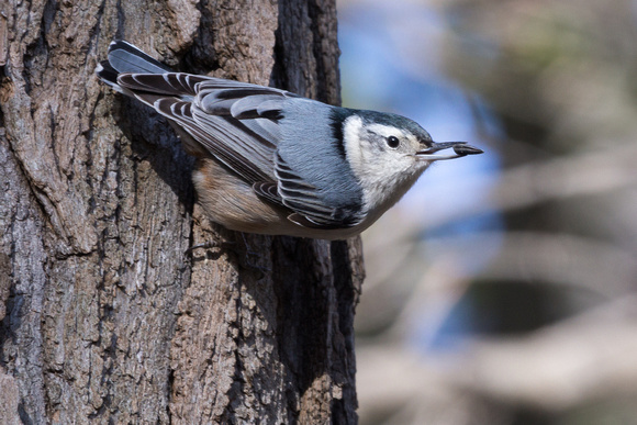 White-breasted Nuthatch with seed