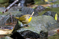 Common Yellowthroat