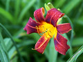 Burgundy-Yellow Day Lilly