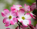 Pink Dogwood blooms - Greenkeepers Ct