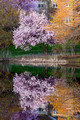 Magnolia & Cottonwood - Links Pond