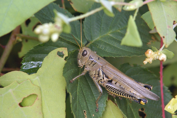 Grasshopper in foliage