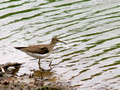 Solitary Sandpiper - find the missing leg