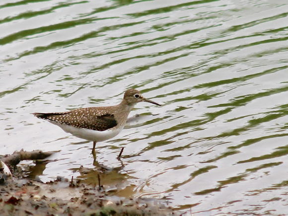 Solitary Sandpiper - find the missing leg
