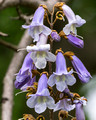 Paulownia tomentosa (princesstree) blooms