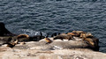Seals - Goldfish Point