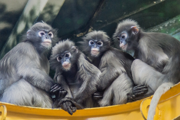 Spectacled Langurs in the primate house
