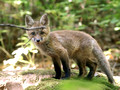 Red Fox kit - behind branch