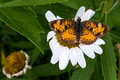 A Pearl Crescent seen on our hike in the Charlotte (Vermont) Park and Wildlife Refuge