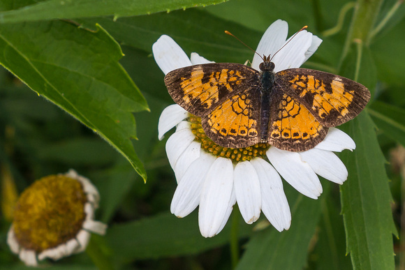 A Pearl Crescent seen on our hike in the Charlotte (Vermont) Park and Wildlife Refuge