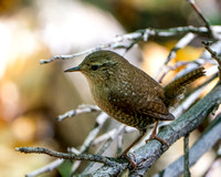 Winter Wren