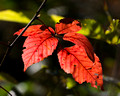 Red leaves in the forest