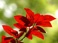 Ruby-Throated Hummingbird favorite roost - backlit Flowering Plum