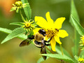 Carpenter Bee - Xylocopa virginica - on yellow wildflower