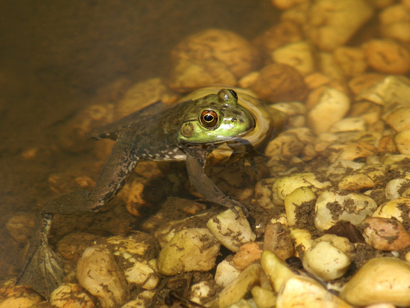 Young Bullfrog - mostly submerged