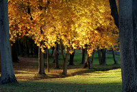 Fall colors 2010