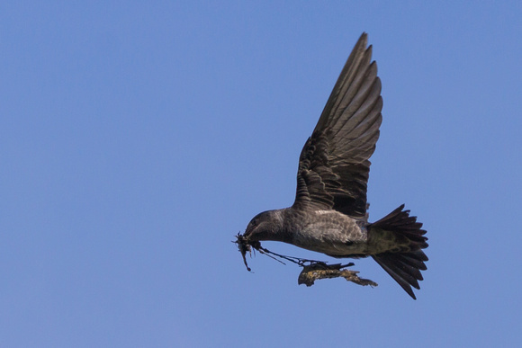 Female Purple Martin with nesting material