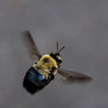 Carpenter Bee in flight - Beercan