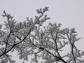 Covered Dogwood branches