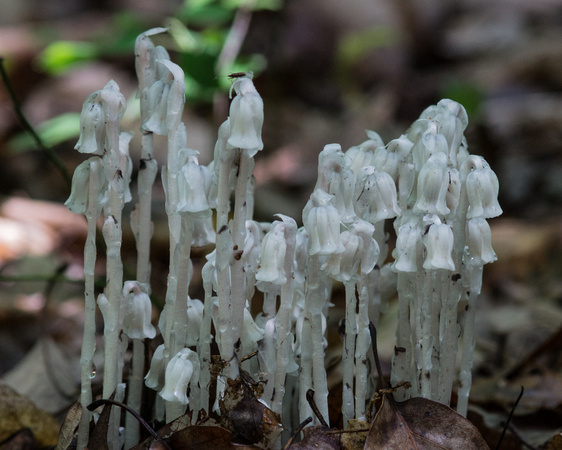 Indian Pipe - also ghost flower, corpse plant or ice plant