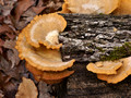 More dead tree fungus - Lake Trail