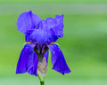 Blue Iris after rain