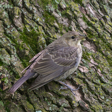 Young Brown-headed Cowbird