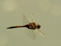 Dragon Fly - Links Pond