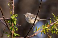 Northern Mockingbird